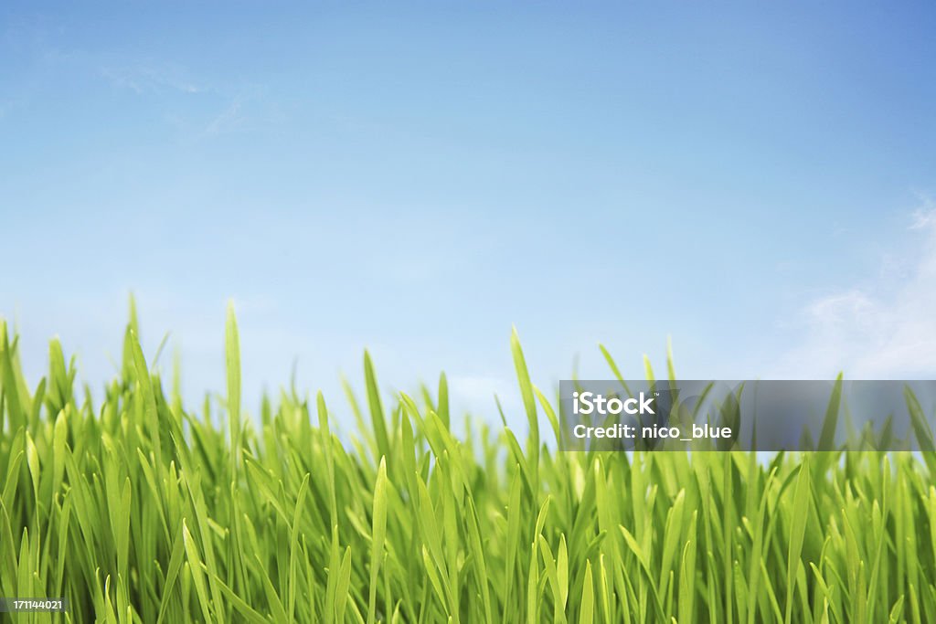 Luz de campo de césped - Foto de stock de Hierba - Pasto libre de derechos