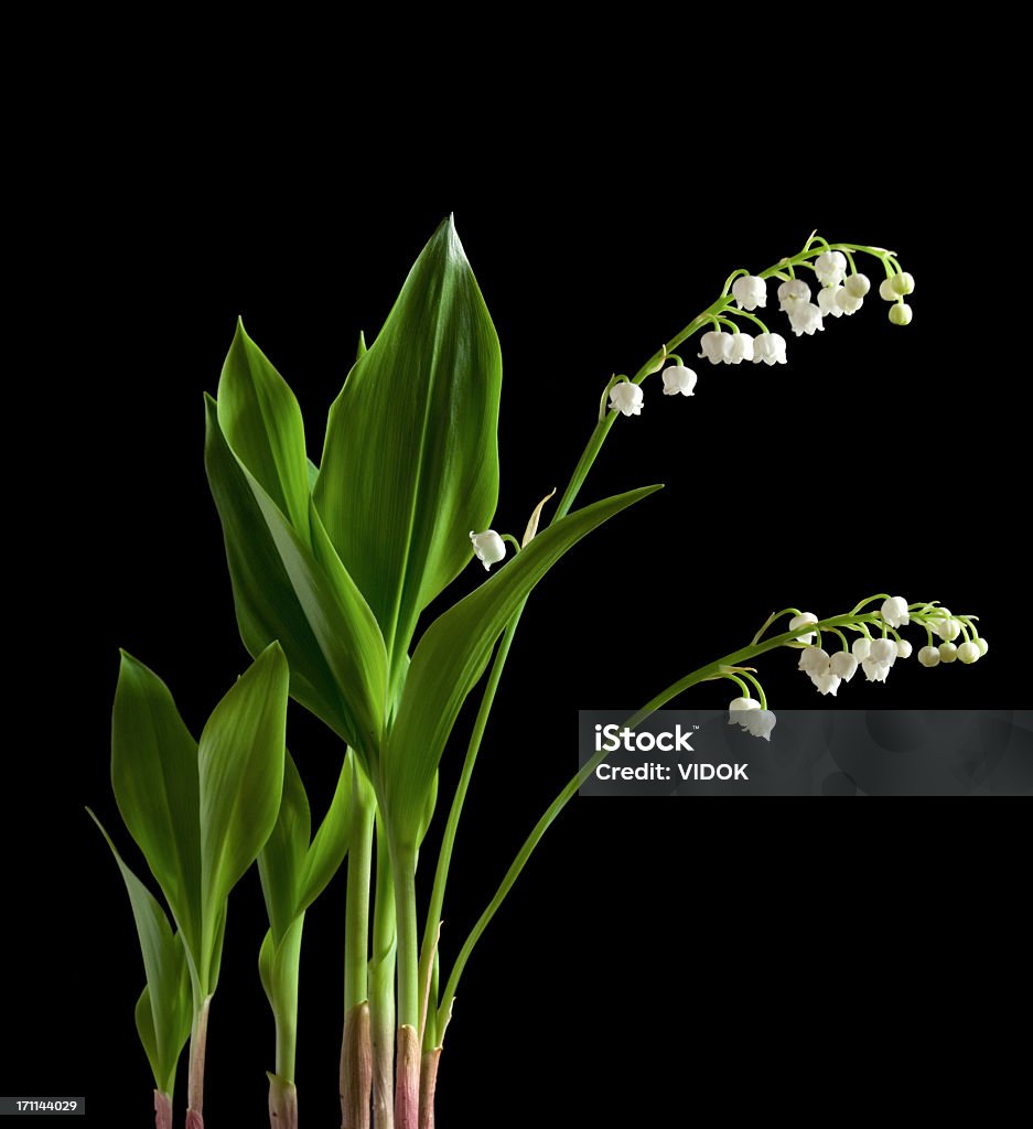 Flores sobre un fondo negro. - Foto de stock de Blanco - Color libre de derechos