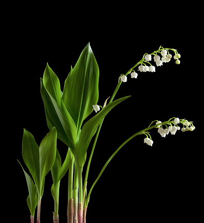 Lilies Of The Valley (Convallaria Majalis).\nMacro close up of lily of the valley flower in bloom stock photo