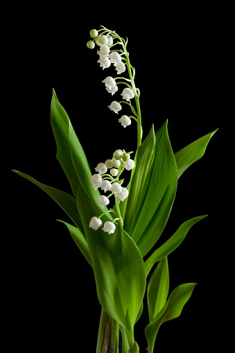 White flowers lilies of the valley isolated on white background