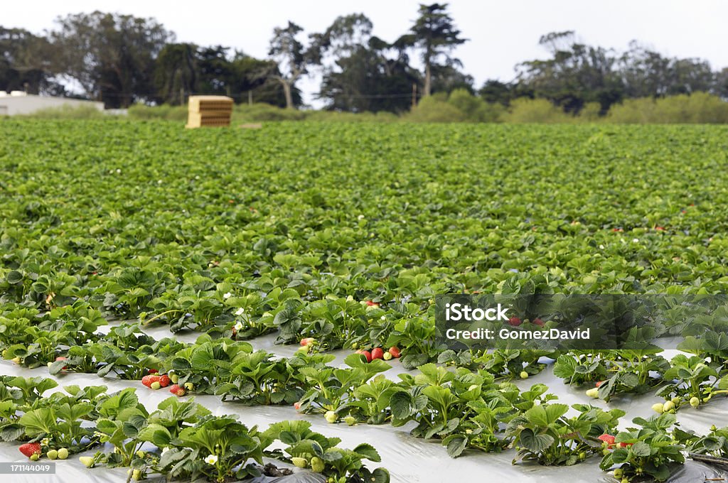 Maduro Strawberrys listo para Harvest - Foto de stock de Agricultura libre de derechos