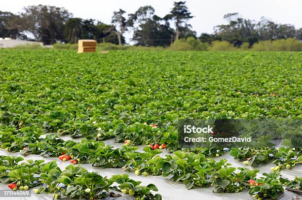 Maduro Strawberrys Listo Para Harvest Foto de stock y más banco de imágenes de Agricultura - Agricultura, Aire libre, Alimento