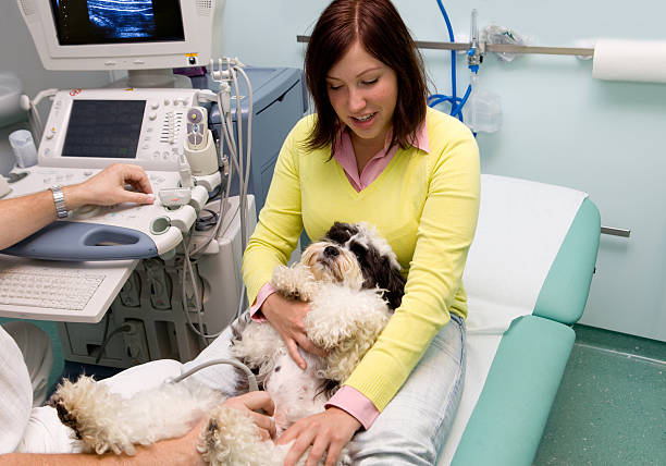 istock My dog Choja is having ultrasound exam 171144109