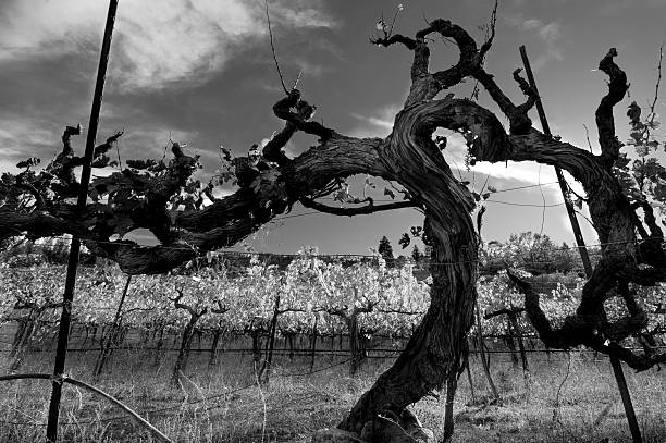 Old Vine Ancient vine at a vineyard, black and white. trellis photos stock pictures, royalty-free photos & images