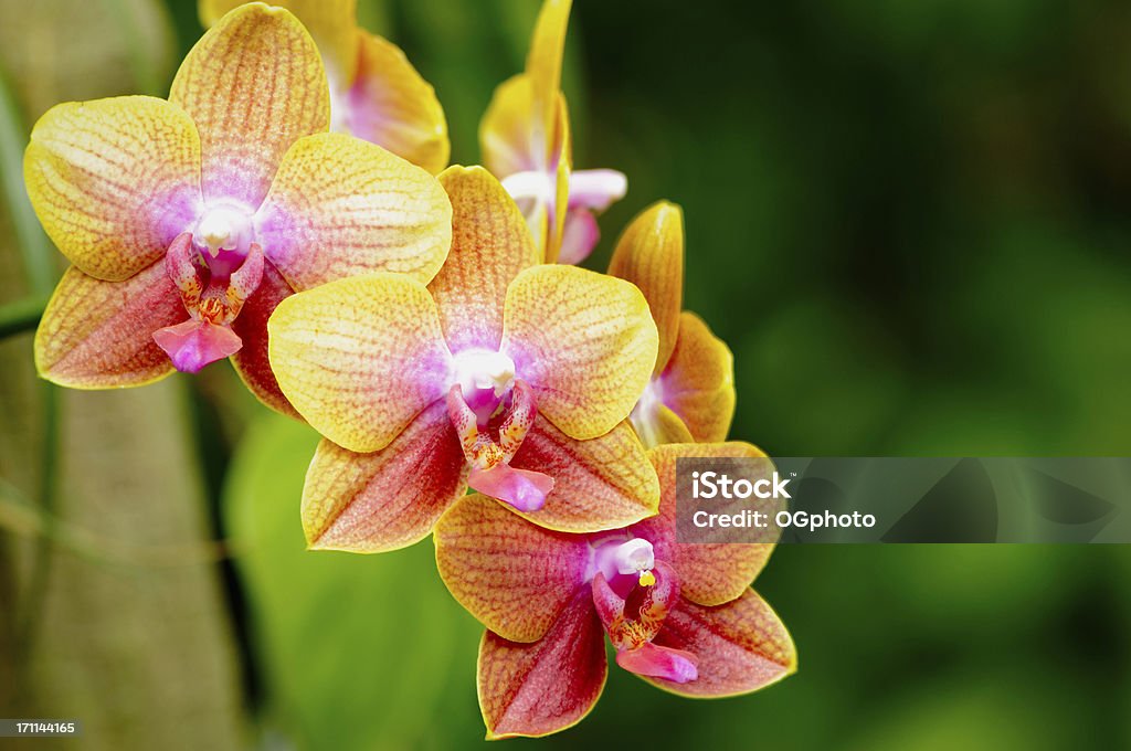 Orquídea phalaenopsis colorido - Royalty-free Amarelo Foto de stock