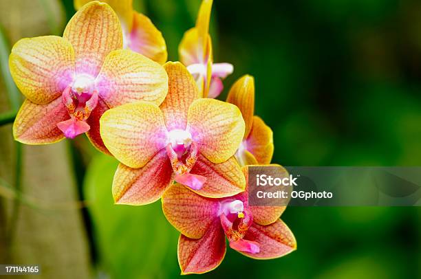 Orquídea Phalaenopsis Colorido - Fotografias de stock e mais imagens de Amarelo - Amarelo, Ao Ar Livre, Beleza natural