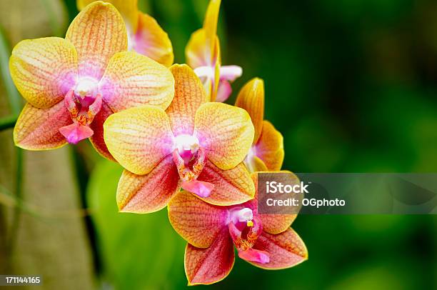 Яркая Орхидея Фаленопсис — стоковые фотографии и другие картинки Без людей - Без людей, Выборочная фокусировка, Горизонтальный