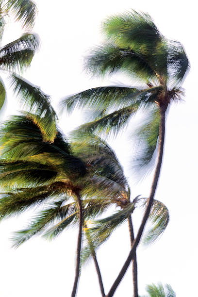 eua, havai o'ahu, praia do waikiki, coqueiros. - trade winds imagens e fotografias de stock