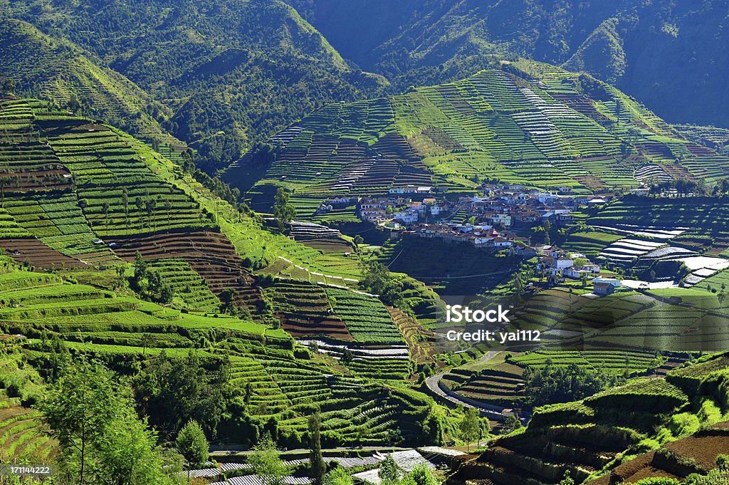 Platô Dieng village - Foto de stock de Agricultura royalty-free