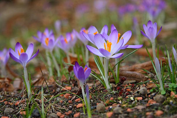 frühlingskrokussen, croft - snow crocus flower spring stock-fotos und bilder