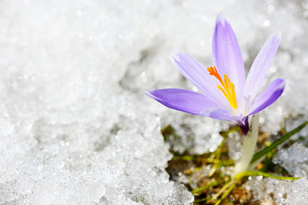 inizio della primavera croco nella neve serie - snow crocus flower spring foto e immagini stock