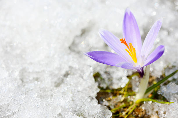 Early Spring Crocus in Snow series Early Spring Crocus in Snow series: shallow depth of field crocus tommasinianus stock pictures, royalty-free photos & images