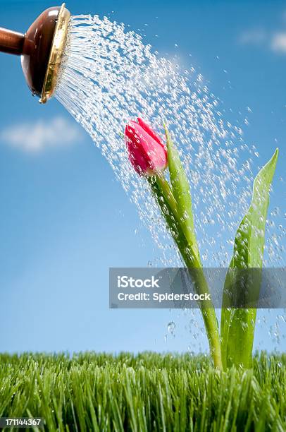 Gießkanne Duschen Pink Tullip Stockfoto und mehr Bilder von Bewässern - Bewässern, Fotografie, Gießkanne