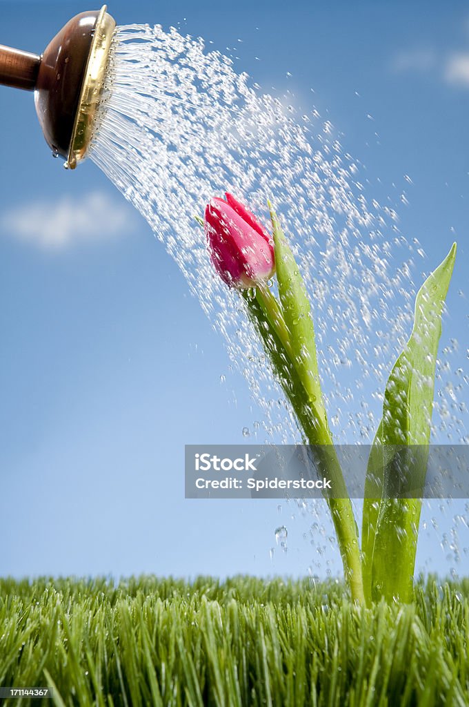 Regador de se banhar Tullip cor-de-rosa - Foto de stock de Flora royalty-free