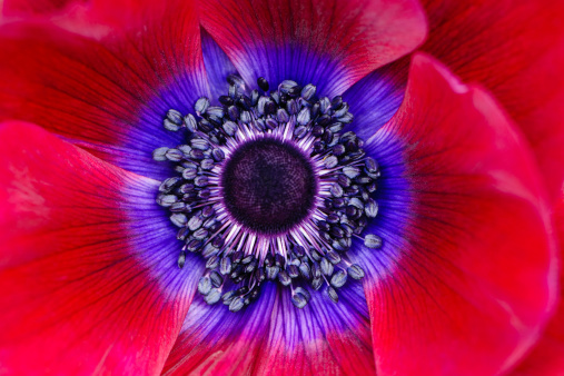 Extreme macro of a red and purple anemone poppy.