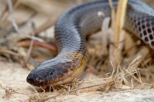 Venomous and dangerous brown headed snake from Northern Australia.  