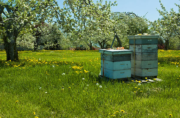 Boxes of bee hives placed in an apple orchard in Northern Rhode Island to pollinate the blooming springtime trees