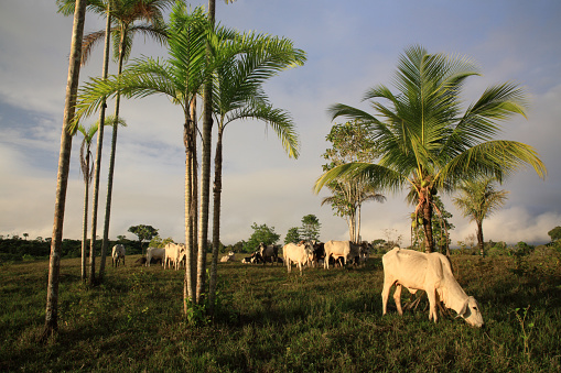 Amazon Tropical Rainforest with cattle at sunrise, Brazil