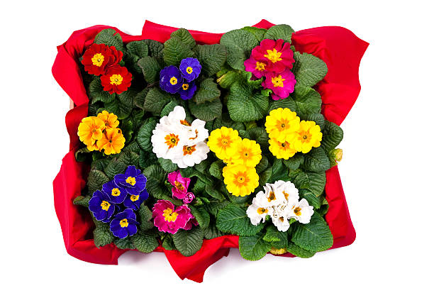 basket full of pansy ready to be planted in the garden. see also this REALTED images from pansy flowers:
