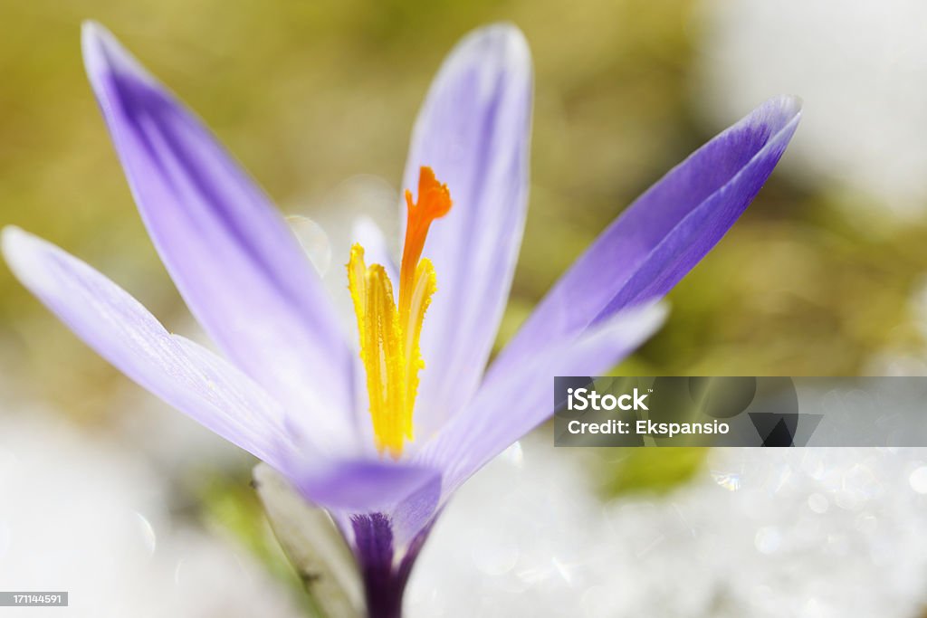 Les Crocus de printemps sous la neige series - Photo de Fleur sauvage libre de droits