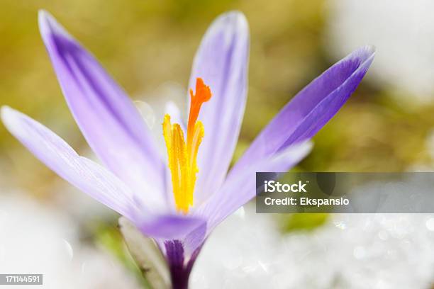 Foto de Início Da Primavera Crocus Em Série De Neve e mais fotos de stock de Flor Selvagem - Flor Selvagem, Abril, Abstrato