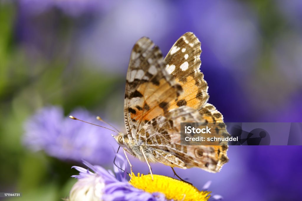 Thistle Schmetterling auf Sommer-aster - Lizenzfrei Aster Stock-Foto