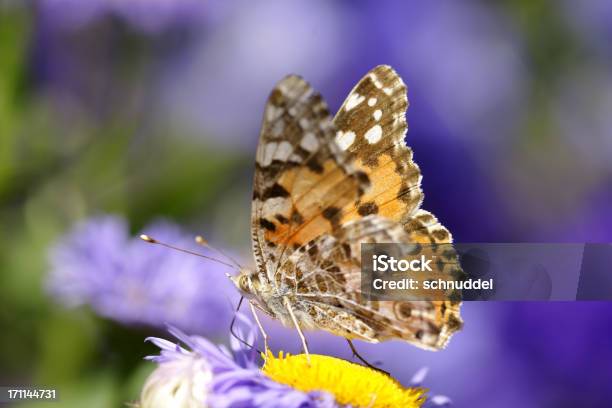 Thistle Schmetterling Auf Sommeraster Stockfoto und mehr Bilder von Aster - Aster, Baumblüte, Berühren