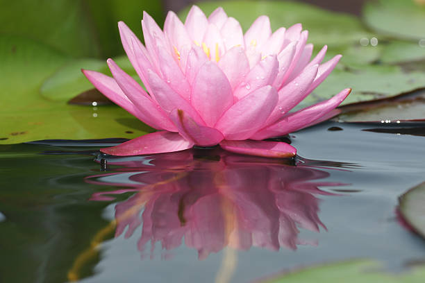 istock Purple Lotus and reflect on water 171144733