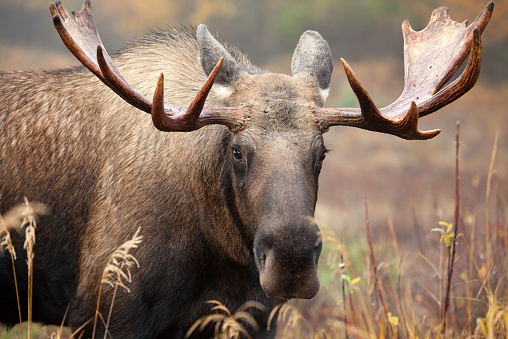 Bull moose from Alaska