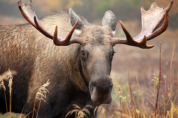 Moose Face- Male Bull stock photo