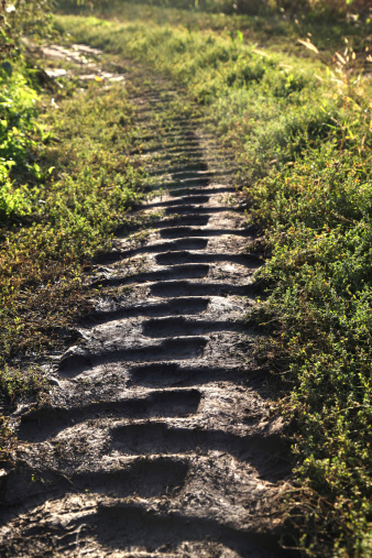 Neat Tire Track Perspective