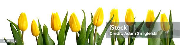 Wiersz Mokrej Żółte Tulipany - zdjęcia stockowe i więcej obrazów Tulipan - Tulipan, Żółty, Białe tło