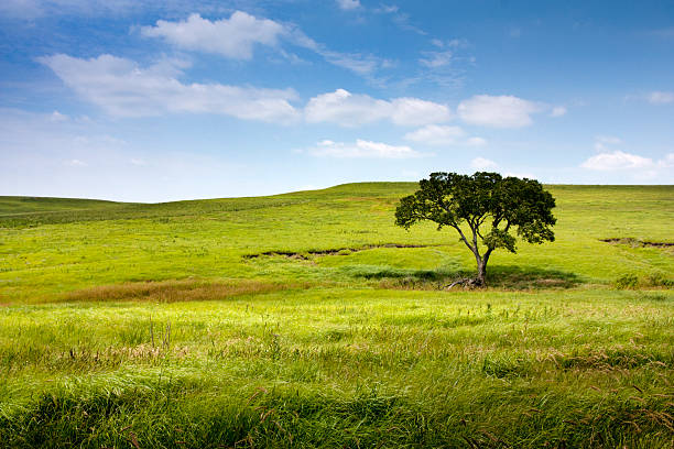 This serene and beautiful pasture landscape of the Midwest Kansas Tallgrass Prairie Preserve with the rolling hills, lone tree, waves of blowing grass, deep blue sky and rich green colors makes for a marvelous view.