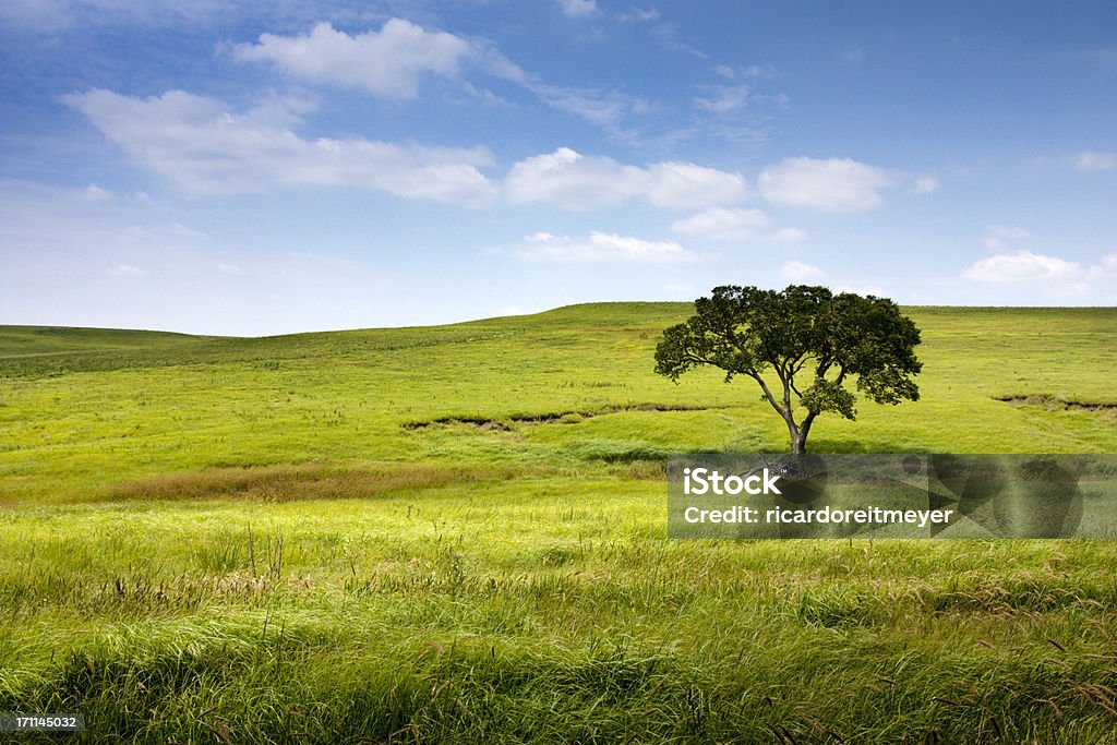 Serene landscape Rolling Hills Single Tree Kansas Tallgrass Prairie Preserve This serene and beautiful pasture landscape of the Midwest Kansas Tallgrass Prairie Preserve with the rolling hills, lone tree, waves of blowing grass, deep blue sky and rich green colors makes for a marvelous view. Prairie Stock Photo