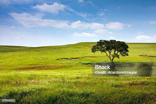 Serene Landscape Rolling Hills Single Tree Kansas Tallgrass Prairie Preserve Stock Photo - Download Image Now