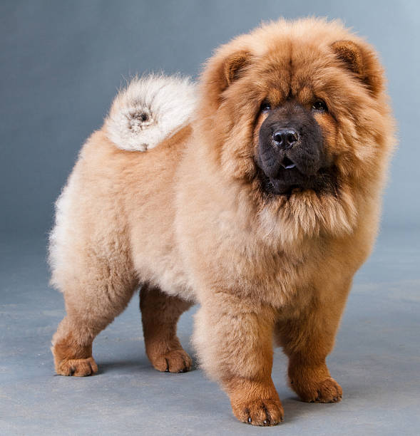 rouge chow chow - chow photos et images de collection