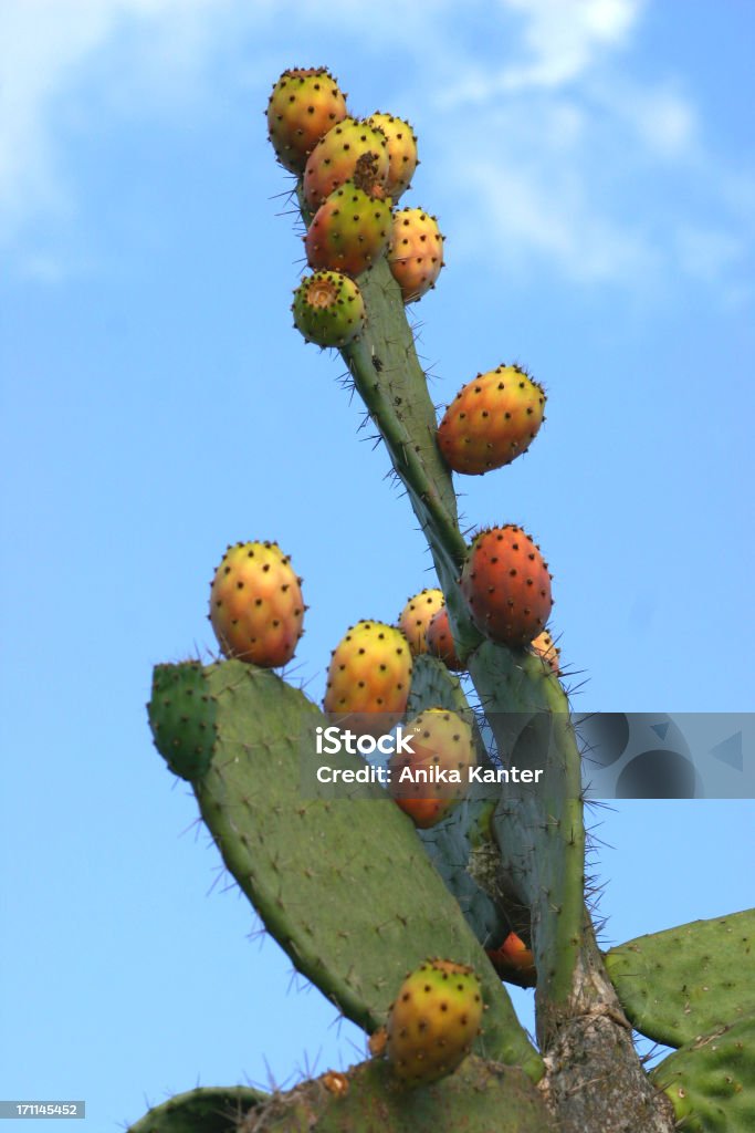 Opuntia de Sabra - Foto de stock de Cacto Nopal royalty-free