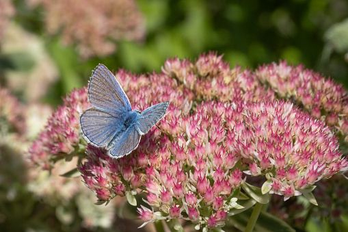 A common blue butterfly collects nectar from a flower in autumn in a garden.