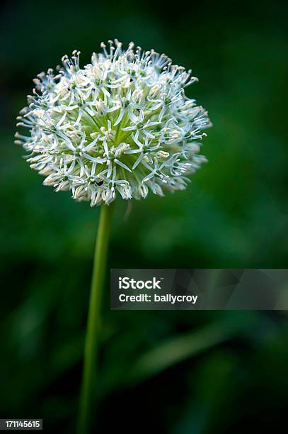 Weiße Allium Stockfoto und mehr Bilder von Blume - Blume, Schalotte, Baumblüte