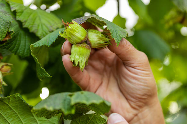 istock Close-up man's farmer hand plucks collects ripe hazelnuts from deciduous hazel tree bunch in garden 1711457043