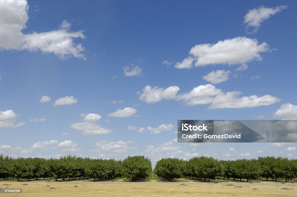 Distante vista de Orchard Ripening nueces y almendras - Foto de stock de Almendro libre de derechos