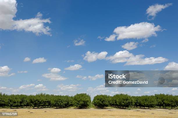 Distante Vista De Orchard Ripening Nueces Y Almendras Foto de stock y más banco de imágenes de Almendro