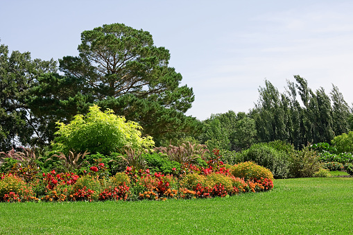 A beautiful landscape with a flower garden combining oranges, reds, greens and yellows.  The plants in the garden consist of a Sutherland Gold Elderberry surrounded by Parsley, Purple Fountain Grass, Tropicana Roses, Picadilly Orange Diascia, Big Green-leaf Red Begonias, Janie Orange Marigolds and red Fibrous Begonias.