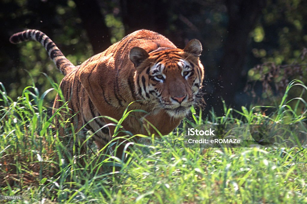 Royal Tigre-da-Bengala - Foto de stock de Atacar - Comportamento animal royalty-free