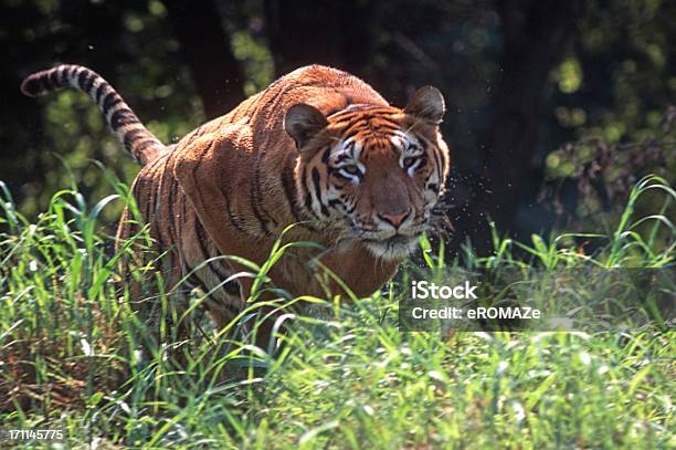 Foto de Royal Tigredabengala e mais fotos de stock de Atacar - Comportamento animal - Atacar - Comportamento animal, Gato não domesticado, Rajasthan