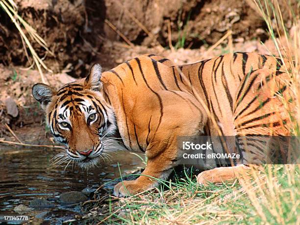 Royal Tigre De Bengala Foto de stock y más banco de imágenes de Tigre - Tigre, Reserva natural - Estado natural de terreno, Parque nacional Ranthambore