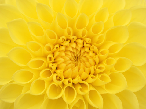 Yellow Dahlia Flower Close UpOther Dahlia close ups: