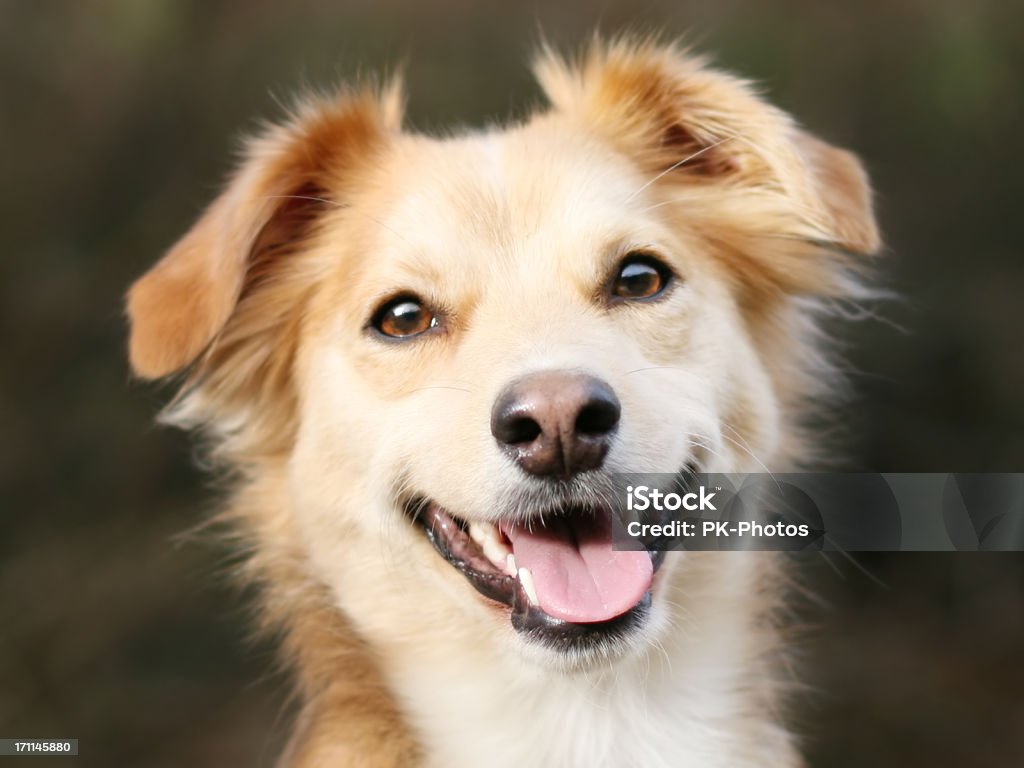 Portret szczęśliwy Pies - Zbiór zdjęć royalty-free (Pies)