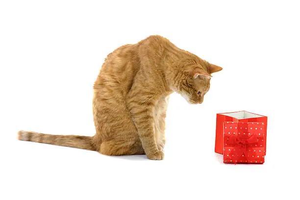 A Curious Cat looking into an open empty gift box..Studio shot on a white background, shadows at base of cat and box.