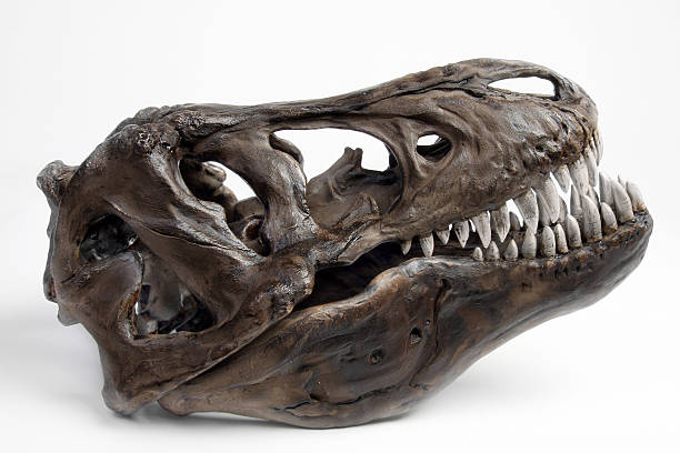 fossiltrex testa - animal teeth animal skull extinct animal bone foto e immagini stock